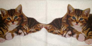 048 Cats - 3-ply - Home Fashion